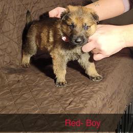 RED - Sable male German Shepherd puppy in Willoughby, Ohio from WolfPackk
