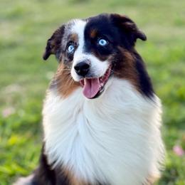 Whisky - Blue merle male Miniature Australian Shepherd puppy in Wichita Falls, Texas from Shooting Stars Ranch Toy and Mini Aussies