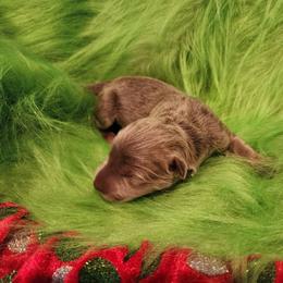 Amethyst - Isabella female German Shepherd puppy in Los Lunas, New Mexico from Mali's German Shepherds