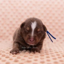 Kellan - Red tri male Miniature Australian Shepherd puppy in Lacombe, Louisiana from Indigo River Aussies