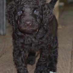 English Cocker Spaniels and Irish Water Spaniels from Landacre Irish Water Spaniels and English Cocker Spaniels