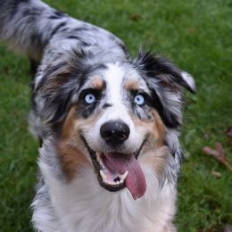 Stella - Australian Shepherd