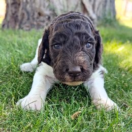 Bell - Chocolate female Labradoodle puppy in Snowflake, Arizona from Az Mountain Doodles