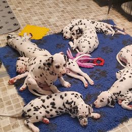 Dalmatian Puppies from Crescent Hill Dalmatians