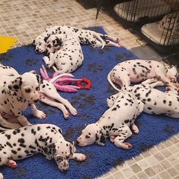 Dalmatian Puppies from Crescent Hill Dalmatians