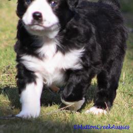 Miniature Australian Shepherd Puppies from Mutton Creek Aussies