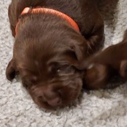 Boy 1 - male Labrador Retriever puppy in Six Mile, South Carolina from AimPowers Retrievers