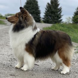 Kammie - Shetland Sheepdog