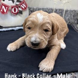 Hank - Cream male Goldendoodle puppy in Annville, Pennsylvania from Bellegrove Goldendoodles