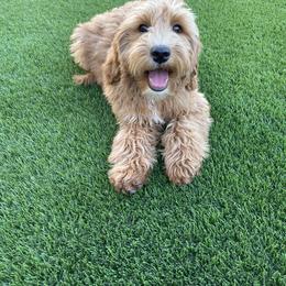 Aussiedoodle and Goldendoodle Puppies from Garside Doodles