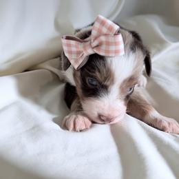 Strawberry - Red merle female Miniature Australian Shepherd puppy in Scottsburg, Indiana from Aussie Gems