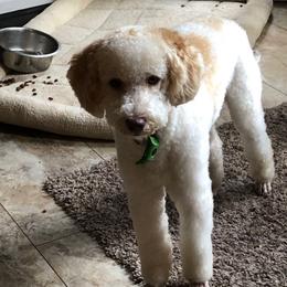Tabooli - Labradoodle