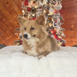 DeDe - Pembroke Welsh Corgi