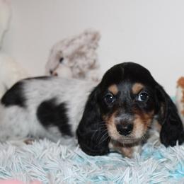 Boy 3 - Black and tan male Dachshund puppy in Craig, Colorado from Rocky Mountain Shih Tzus and Dry Creek Miniature Dachshunds
