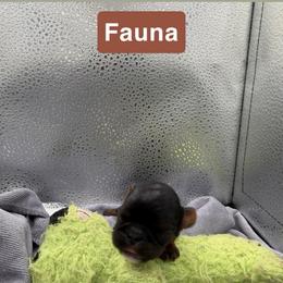 Enchanting Charlies Melodious Boon - Black and tan female English Toy Spaniel puppy in Pennsylvania from Enchanting Charlies