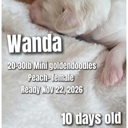 Wanda- Peach Collar - Parti female Goldendoodle puppy in Fort Worth, Texas from Stacy Warwick