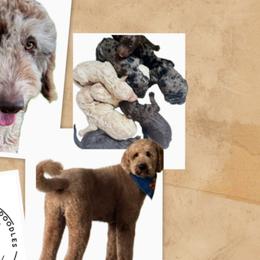 Goldendoodles and Poodles from Florida Coast Golden Doodles