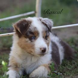 Australian Shepherd Puppies from Knight's Aussies