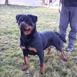 Java - Rottweiler