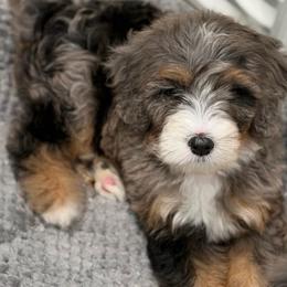 Dune - STUNNING GIRL - Merle female Bernedoodle puppy in Bowling Green, Ohio from Windy Creek Doodles