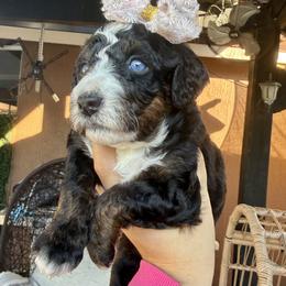 Star - female Australian Mountain Doodle puppy in Miami, Florida from Jade’s Paws & Co. Of Miami LLC