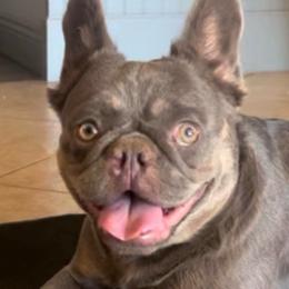 Stormy - Blue female French Bulldog puppy in Hemet, California from Bowman Pups