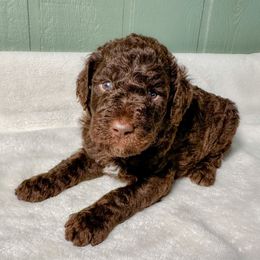 Norman - Chocolate male Goldendoodle puppy in Osage City, Kansas from Golden Ridge Goldens
