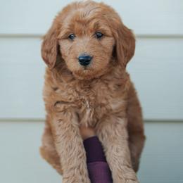 Black collar boy - Aladdin - Red  male Goldendoodle puppy in Duncan, South Carolina from Abner Creek Poodles & Doodles
