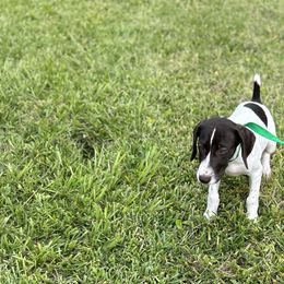 Boy 3 - White and liver German Shorthaired Pointer puppy in Jacksonville, Florida from Good-Times K9