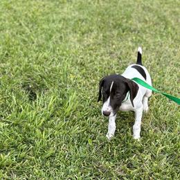Boy 3 - White and liver German Shorthaired Pointer puppy in Jacksonville, Florida from Good-Times K9