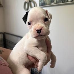 Athena - White female Boxer puppy in Henderson, Tennessee from Vom Broadvalley