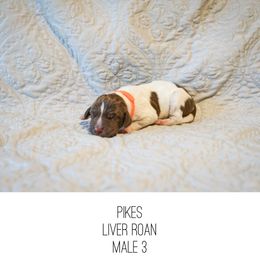 Pikes - Liver roan male German Shorthaired Pointer puppy in Colorado Springs, Colorado from Sweet Life Kennels