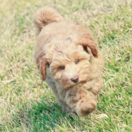 Australian Labradoodle Puppies from Lake House Doodles