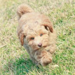 Australian Labradoodle Puppies from Lake House Doodles