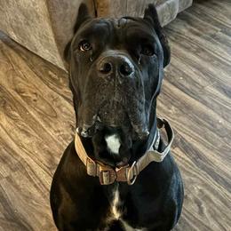 Cane Corso, Doberman Pinschers, and Rottweilers from Lazy A Ranch & Kennels