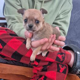 Hobbs - Black sabled fawn male Chihuahua puppy in Chambersburg, Pennsylvania from Lil Angel's Chihuahuas