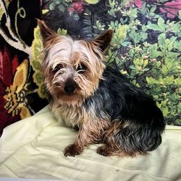 Harry Gus Stevens - Yorkshire Terrier