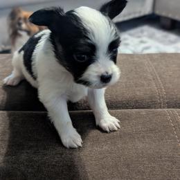 Lilly's AKC girl Tulip - White black and tan female Papillon puppy in Joshua, Texas from Summertime Kennels