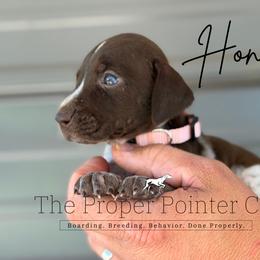 Honor - female German Shorthaired Pointer puppy in Six Mile, South Carolina from The Proper Pointer Co.