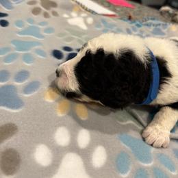 Goldendoodle and Poodle Puppies from Southern Stroll Poodles & Doodles