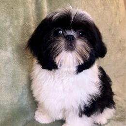Snoopy - Black and white male Shih Tzu puppy in Oak Park, California from Boodaboo Shih Tzu’s