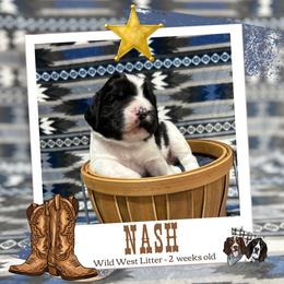Nash - Black and white male English Springer Spaniel puppy in Albany, Minnesota from Farm Fresh Labradors & English Springers