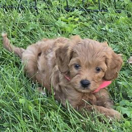 Autumn - Red female Cavapoo puppy in Blackfoot, Idaho from Rocky Desert Goldens and Cavaliers