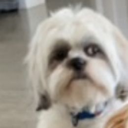 Shih Tzus from Elizabeth's pups