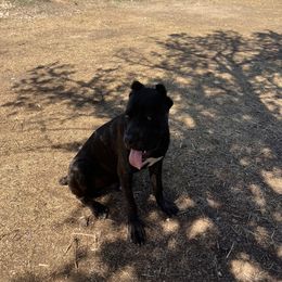 Boy 2 - Black brindle Cane Corso puppy in Granbury, Texas from Revolutions Kennel