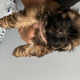 Shih Tzu Puppies from Shihtzu Lovins