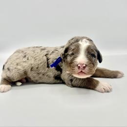 Buoy - Blue merle male Bernedoodle puppy in Pulaski, Tennessee from Doodle My Heart