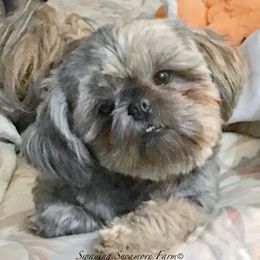 Graysee - Shih Tzu