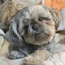 Graysee - Shih Tzu