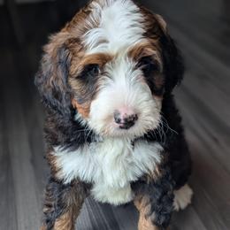 Gray - Tri-color male Bernedoodle puppy in Connecticut from Valley View Doodles